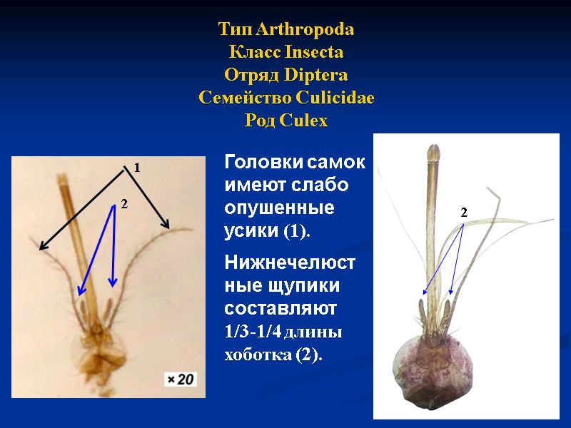 Тип Arthropoda Класс Insecta Отряд Diptera Семейство Culicidae Род Culex  Головки самок имеют